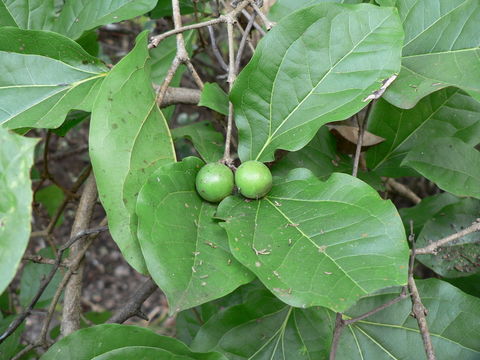 Plancia ëd Strychnos potatorum L. fil.