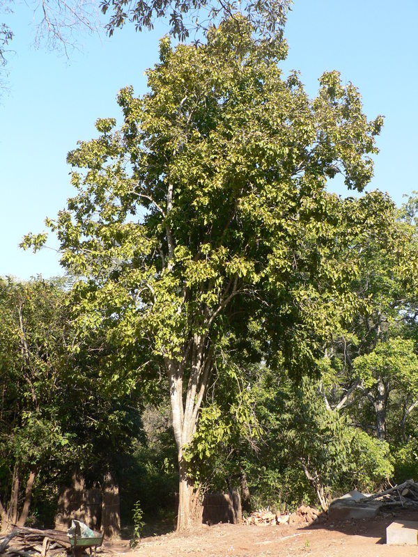 Image of Black bitterberry