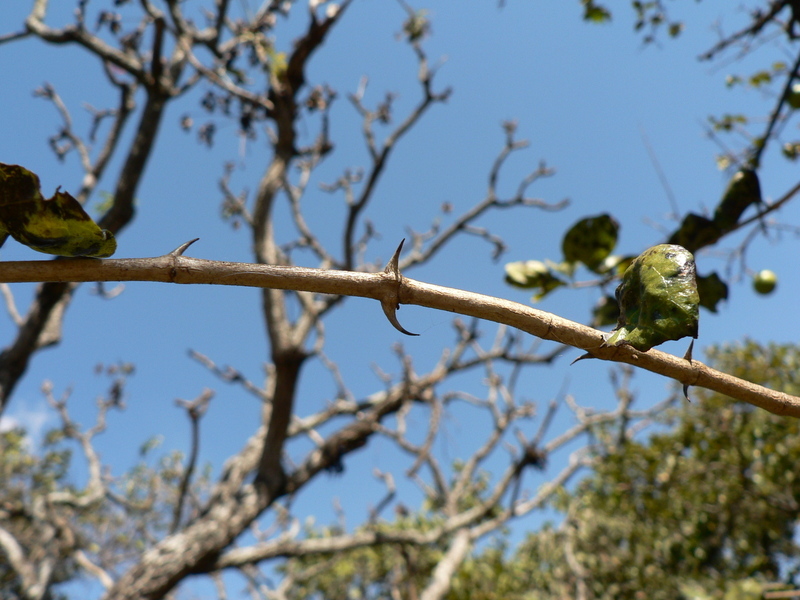 Plancia ëd Strychnos spinosa Lam.