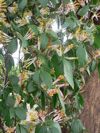 Image de Spragueanella rhamnifolia (Engl.) Balle