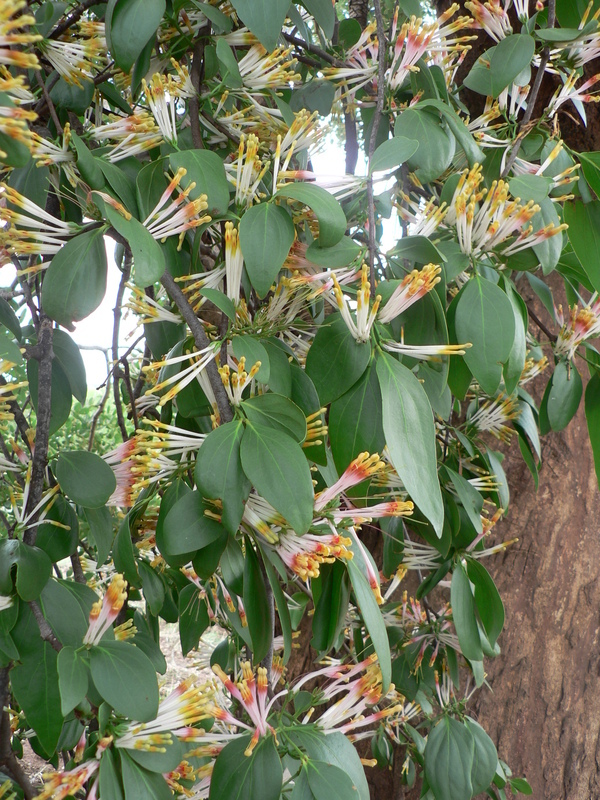 Spragueanella rhamnifolia (Engl.) Balle resmi