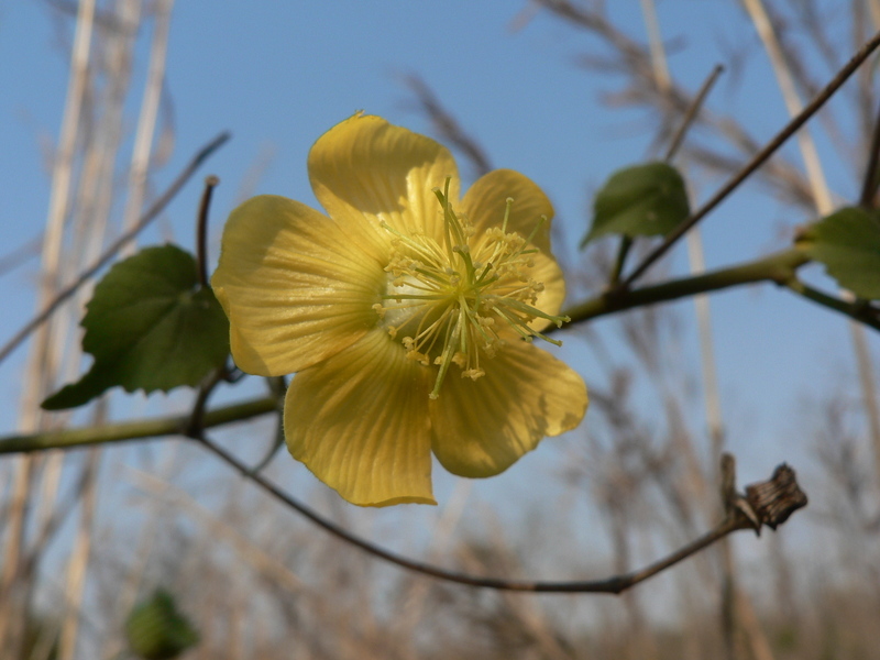 Sivun Abutilon mauritianum (Jacq.) Medic. kuva