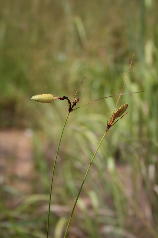 Imagem de Cyperus karlschumannii C. B. Clarke