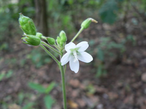 Imagem de Hibiscus lobatus (Murray) Kuntze