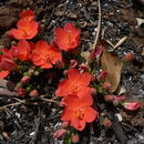 Image of Dwarf red hibiscus