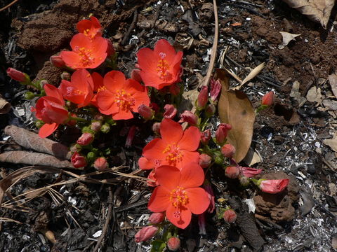 Image of Dwarf red hibiscus