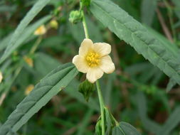 Image of common wireweed