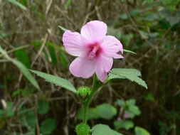 Image of Caesarweed