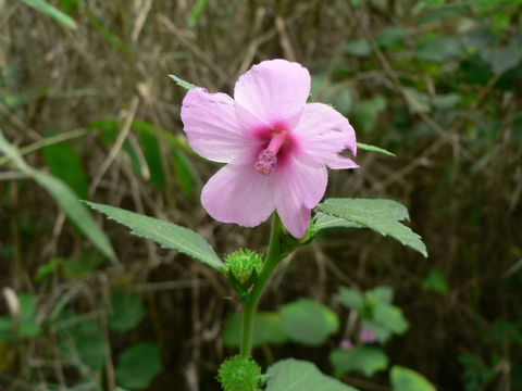 Image of Caesarweed