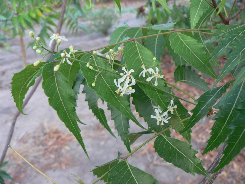 Image of Neem Tree