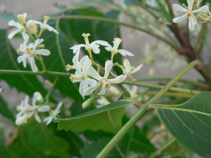 neem tree flower