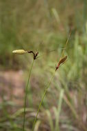 Слика од Cyperus karlschumannii C. B. Clarke