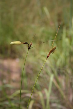 Imagem de Cyperus karlschumannii C. B. Clarke