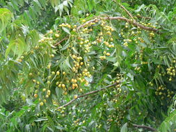 Image of Neem Tree