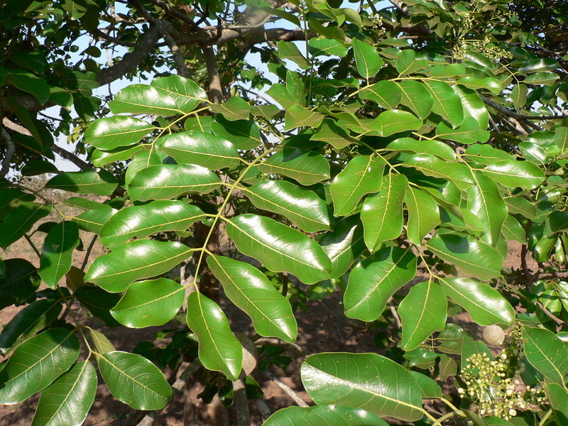 Image of African Mahogany