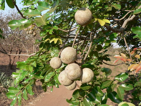 Image of African Mahogany