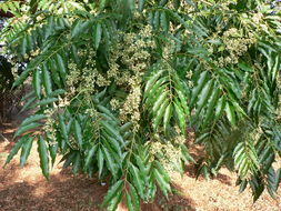 Image of Indian Mahogany