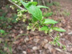 Image of Turraea holstii Gürke