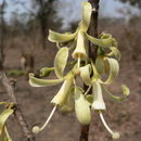 Image of Bushveld honeysuckle-tree