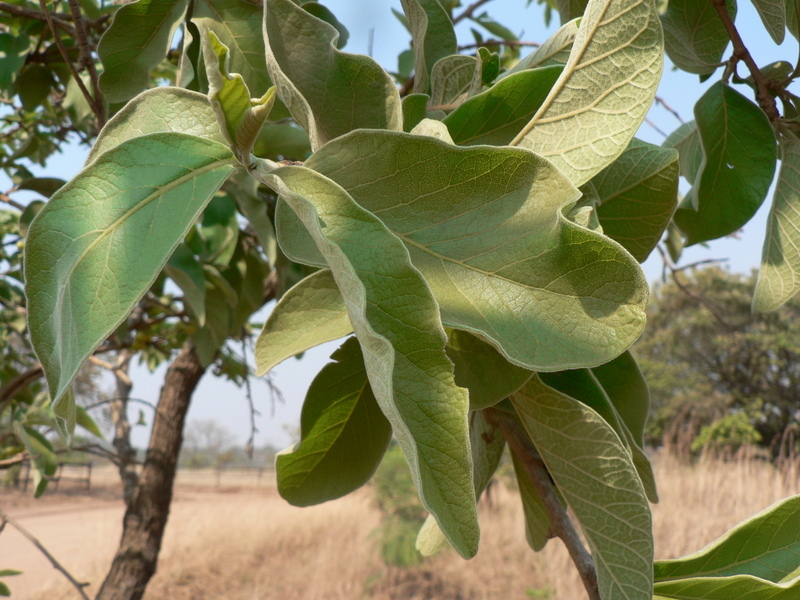 Image of Bushveld honeysuckle-tree