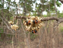 Image of Bushveld honeysuckle-tree