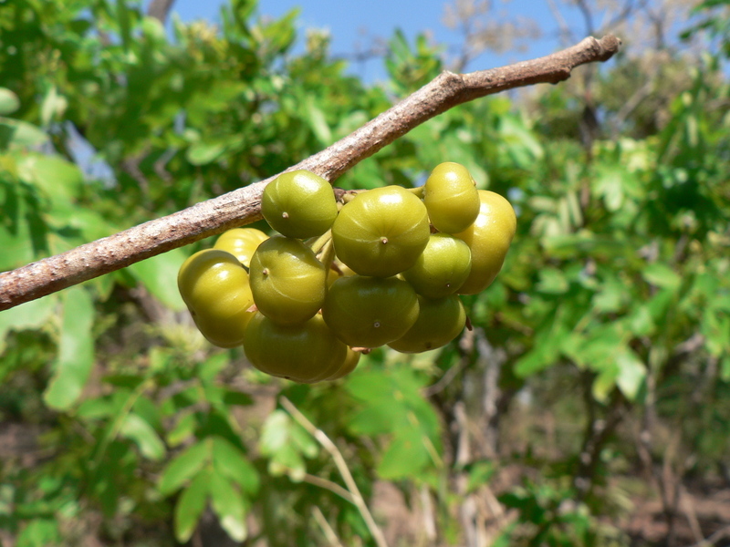 Image of Bushveld honeysuckle-tree