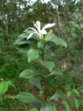 Image of Lesser honeysuckle tree