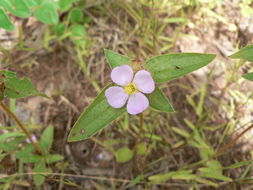 Image of <i>Antherotoma phaeotricha</i> (Hochst.) Jacq.-Fél.