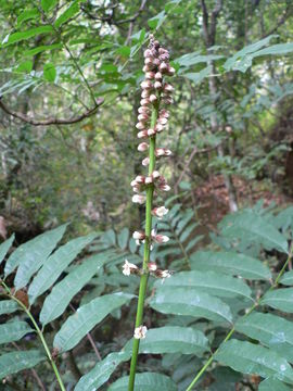 Image de Bersama abyssinica Fresen.