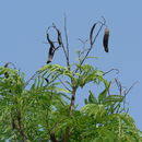 Image of <i>Acacia amythethophylla</i>