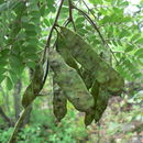 Image of <i>Acacia goetzei</i>