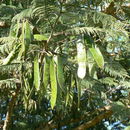 Image of Falcon's Claw Acacia