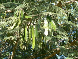 Image of catechu tree