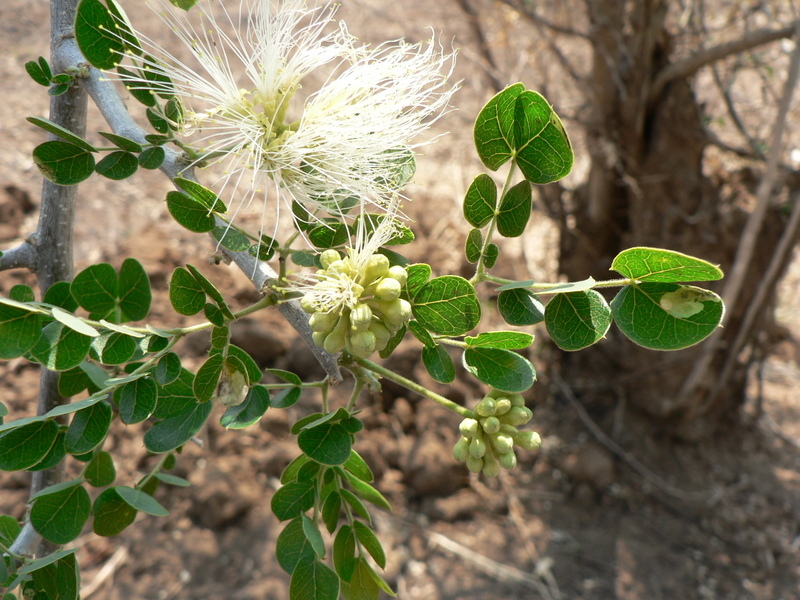 Слика од Albizia anthelmintica Brongn.