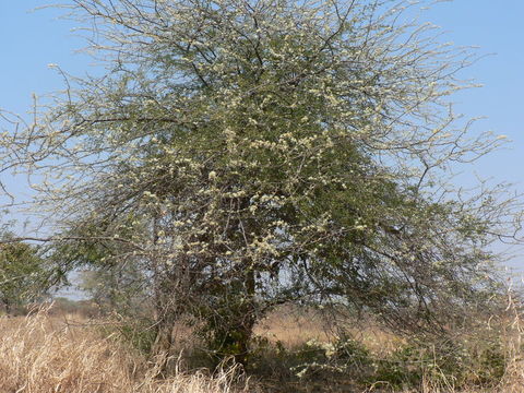 Слика од Albizia anthelmintica Brongn.