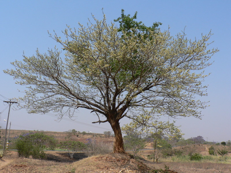 Imagem de Albizia harveyi E. Fourn.