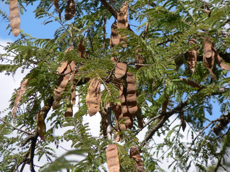 Image of Common albizia