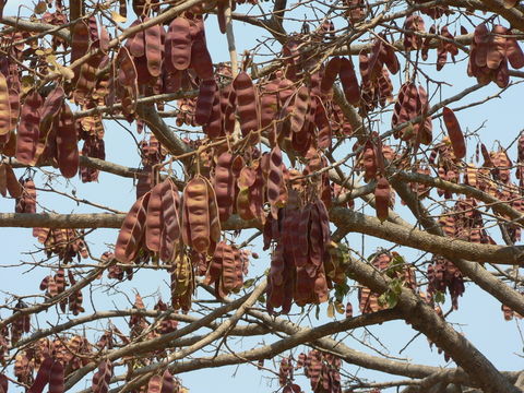 Image of Large-leaved albizia