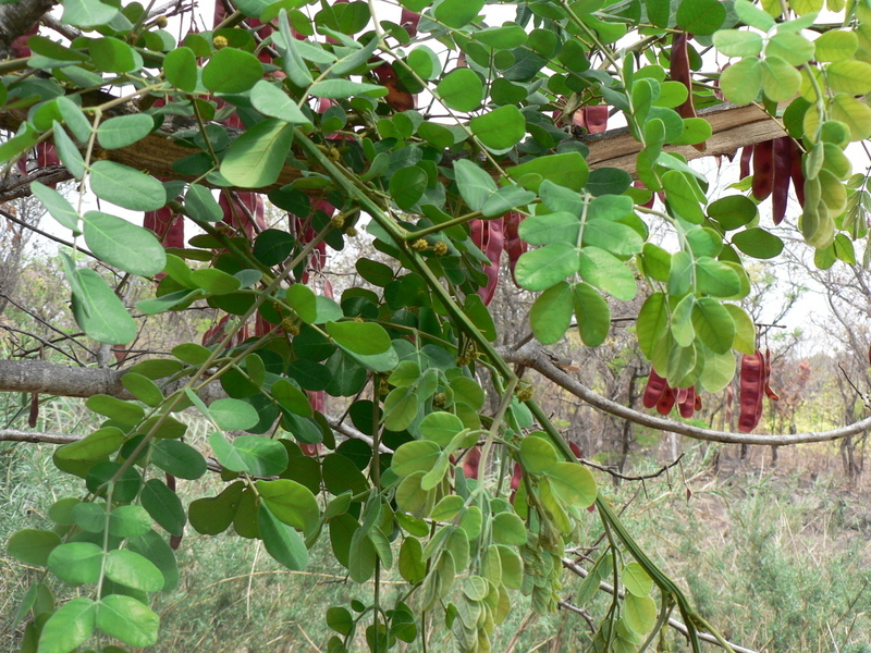 Image of Large-leaved albizia