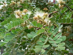 Image of Large-leaved albizia