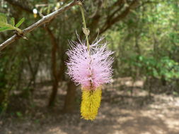 Слика од Dichrostachys cinerea (L.) Wight & Arn.