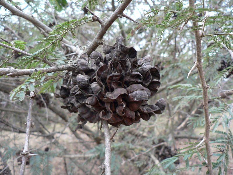 Слика од Dichrostachys cinerea (L.) Wight & Arn.