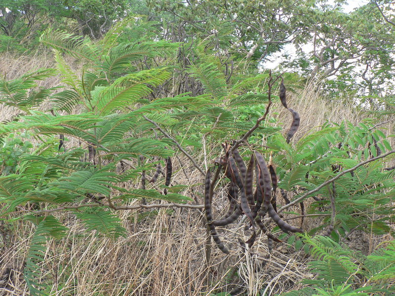Image of Elephantorrhiza goetzei (Harms) Harms