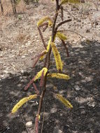 Image of Elephantorrhiza goetzei (Harms) Harms