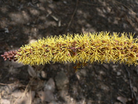 Image of Elephantorrhiza goetzei (Harms) Harms