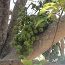 Image of Broom-cluster fig