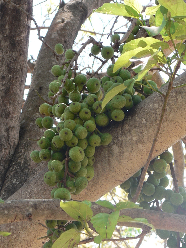 Image de Ficus sur Forssk.