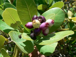 Imagem de Syzygium cordatum Hochst.