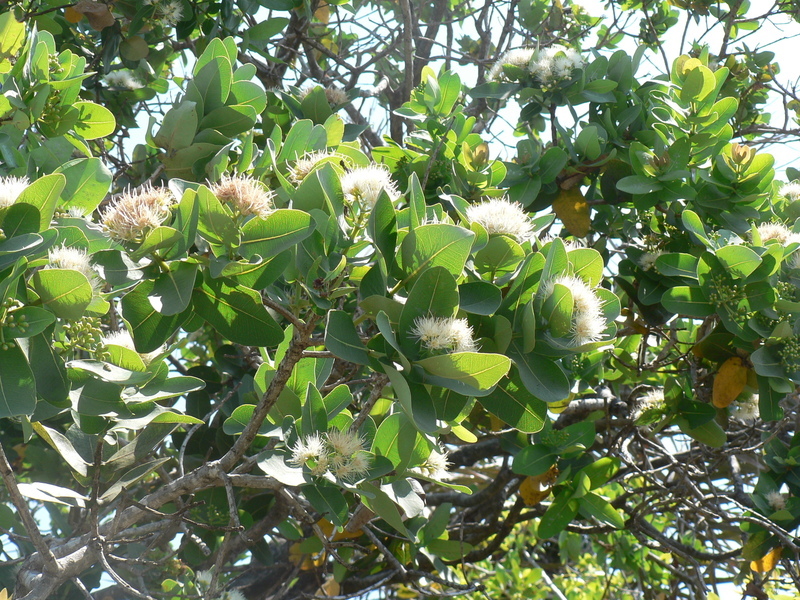Imagem de Syzygium cordatum Hochst.