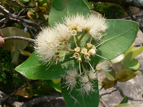 Imagem de Syzygium cordatum Hochst.